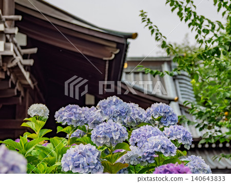 Hydrangeas blooming against the backdrop of the Hakusan Shrine architecture. Hydrangeas blooming against the backdrop of the Hakusan Shrine architecture. 140643833
