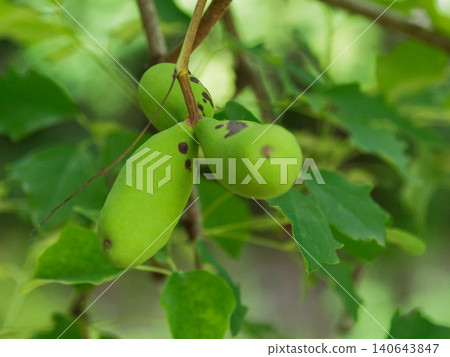 Akebia trifoliata fruit 140643847