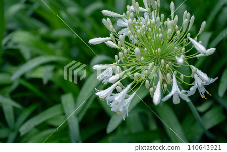 雨季花百子蓮 雨季花百子蓮 140643921