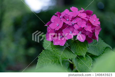 雨季花繡球花 雨季花繡球花 140643923