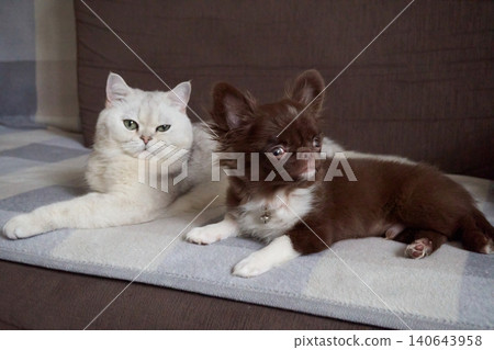 Adorable Cat and Playful Dog Relaxing Together on a Cozy Sofa in a Home Environment Adorable Cat and Playful Dog Relaxing Together on a Cozy Sofa in a Home Environment 140643958