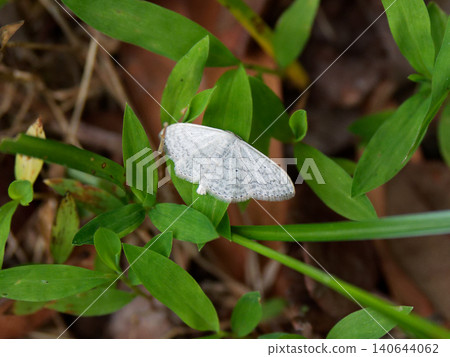 A Japanese endemic species of geometrid moth, *Ectropis obliqua*, perched on a leaf. A Japanese endemic species of geometrid moth, *Ectropis obliqua*, perched on a leaf. 140644062