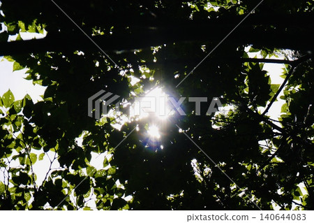 Sunlight filtering through the trees after the rain shines brightly. 140644083
