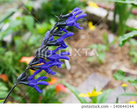 Summer flower bed: Meadow sage (Lamiaceae family) with its deep blue, lip-shaped flowers. Summer flower bed: Meadow sage (Lamiaceae family) with its deep blue, lip-shaped flowers. 140644144