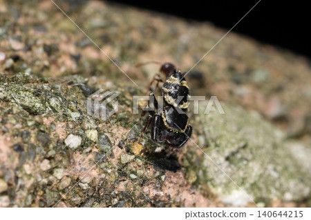Creatures: Spiders - *Hime-karasu-haetori* (a type of jumping spider), similar to *Karasu-haetori* (another type of jumping spider), but slightly smaller. This is a male. Creatures: Spiders - *Hime-karasu-haetori* (a type of jumping spider), similar to *Karasu-haetori* (another type of jumping spider), but slightly smaller. This is a male. 140644215