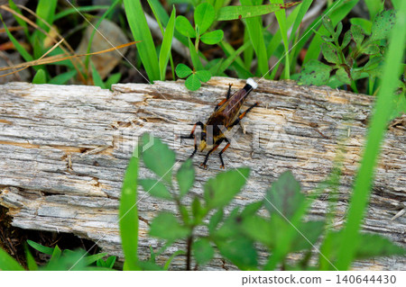 Robber fly (Asilidae family) male 140644430