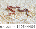 High-angle shot of a newborn Ultramel Corn snake hatchling (Pantherophis guttatus) crawling on wood shavings substrate. 140644484