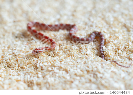 High-angle shot of a newborn Ultramel Corn snake hatchling (Pantherophis guttatus) crawling on wood shavings substrate. High-angle shot of a newborn Ultramel Corn snake hatchling (Pantherophis guttatus) crawling on wood shavings substrate. 140644484
