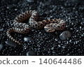 High-angle shot of a rare Arctic Sable Western Hognose snake (Heterodon nasicus) crawling on black pebbles. 140644486