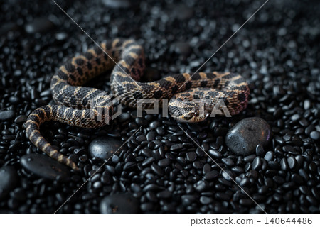 High-angle shot of a rare Arctic Sable Western Hognose snake (Heterodon nasicus) crawling on black pebbles. High-angle shot of a rare Arctic Sable Western Hognose snake (Heterodon nasicus) crawling on black pebbles. 140644486