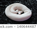 High-angle shot of a beautiful Blue-eyed Leucistic (BEL) Ball Python snake coiled on black stones 140644487