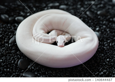 High-angle shot of a beautiful Blue-eyed Leucistic (BEL) Ball Python snake coiled on black stones High-angle shot of a beautiful Blue-eyed Leucistic (BEL) Ball Python snake coiled on black stones 140644487