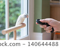 Close-up of a person training a small cute Forpus parrotlet with a black clicker trainer 140644488