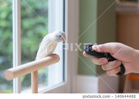 Close-up of a person training a small cute Forpus parrotlet with a black clicker trainer Close-up of a person training a small cute Forpus parrotlet with a black clicker trainer 140644488
