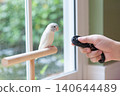 Close-up of a person training a small cute Forpus parrotlet with a black clicker trainer 140644489