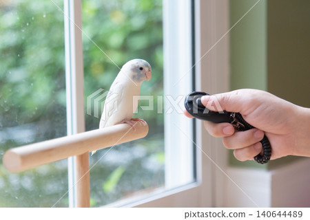Close-up of a person training a small cute Forpus parrotlet with a black clicker trainer Close-up of a person training a small cute Forpus parrotlet with a black clicker trainer 140644489