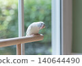 Cute pastel Forpus parrot parrotlet bird on wooden perch near window 140644490