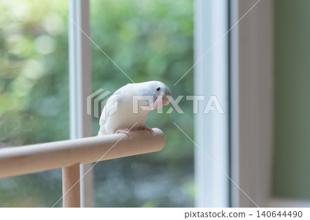Cute pastel Forpus parrot parrotlet bird on wooden perch near window 140644490