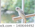 Cute pastel Forpus parrot parrotlet bird on wooden perch near window 140644492