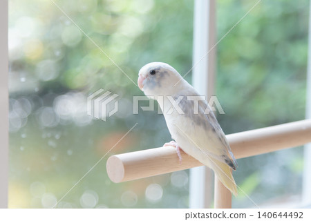 Cute pastel Forpus parrot parrotlet bird on wooden perch near window Cute pastel Forpus parrot parrotlet bird on wooden perch near window 140644492