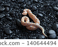 Arctic Albino Anaconda Hognose snake (Heterodon nasicus) with bright orange and white patterns on black pebbles 140644494