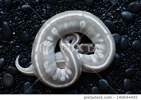 Top view of a Mystic Potion Ball Python (Python regius) coiled on black pebbles background. Top view of a Mystic Potion Ball Python (Python regius) coiled on black pebbles background. 140644495