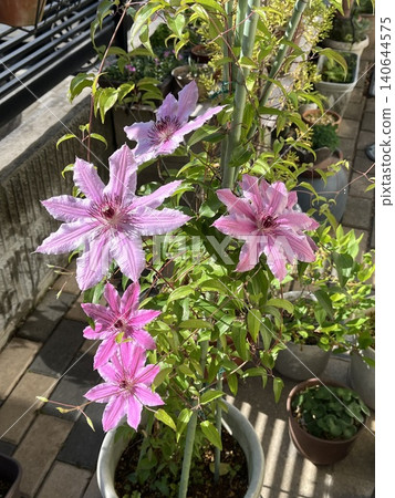 盆栽鐵線蓮 盆栽鐵線蓮 140644575