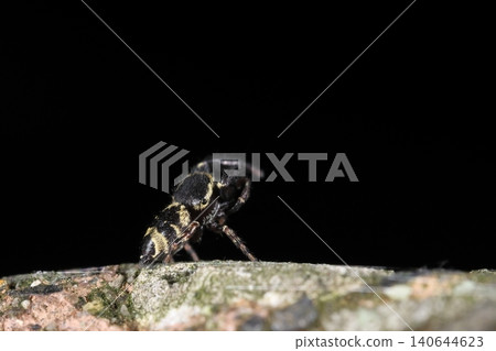 Creatures: Spider - *Hydropsyche*, commonly found in park woods and other areas. Currently eating silk on top of a fence along a walking path. Creatures: Spider - *Hydropsyche*, commonly found in park woods and other areas. Currently eating silk on top of a fence along a walking path. 140644623