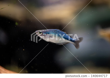 在川水水族館拍攝到的美麗的金屬藍色彩虹。 在川水水族館拍攝到的美麗的金屬藍色彩虹。 140644717