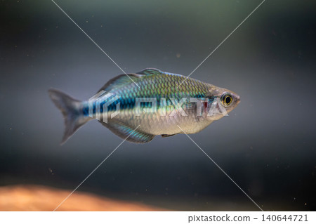 在川水水族館拍攝到的美麗的金屬藍色彩虹。 在川水水族館拍攝到的美麗的金屬藍色彩虹。 140644721
