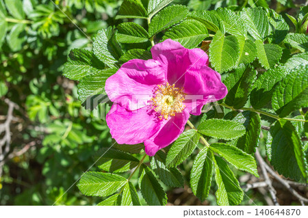Close up pink rosehip flower blooming among green leaves in natural setting Close up pink rosehip flower blooming among green leaves in natural setting 140644870