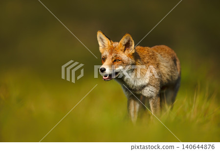 Red fox standing in green meadow grass Red fox standing in green meadow grass 140644876