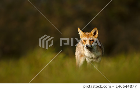 Red fox standing in green meadow grass Red fox standing in green meadow grass 140644877