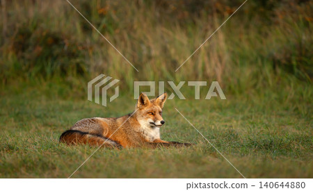 Red fox resting in green meadow grass 140644880