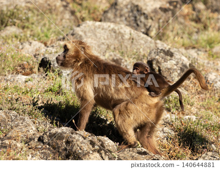 Gelada baboon mother carrying baby in Ethiopia Gelada baboon mother carrying baby in Ethiopia 140644881