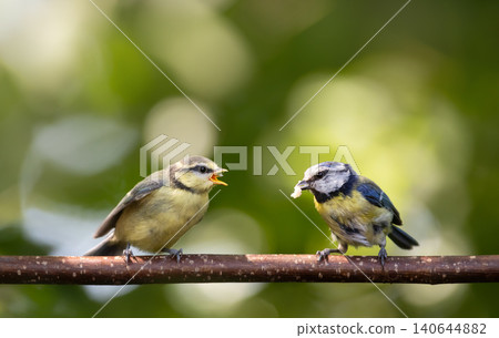 Eurasian blue tit parent feeding fledgling on a tree branch 140644882