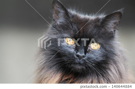 Portrait of a long-haired black cat with striking amber eyes Portrait of a long-haired black cat with striking amber eyes 140644884