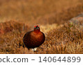 Male red grouse camouflaged in golden heather moorland 140644899