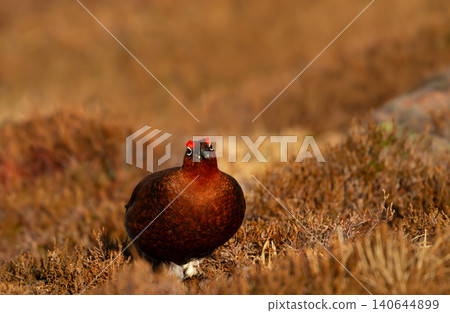 Male red grouse camouflaged in golden heather moorland Male red grouse camouflaged in golden heather moorland 140644899