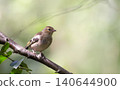 Eurasian chaffinch juvenile perched on tree branch in spring 140644900