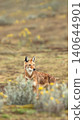 Endangered Ethiopian wolf in Bale Mountains highlands 140644901