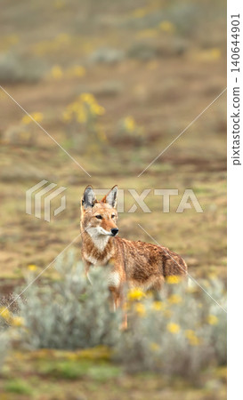 Endangered Ethiopian wolf in Bale Mountains highlands 140644901