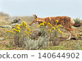 Endangered Ethiopian wolf in Bale Mountains highlands 140644902