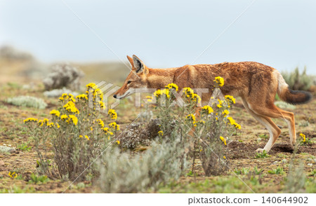 Endangered Ethiopian wolf in Bale Mountains highlands 140644902