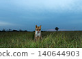 Red fox licking its nose in green meadow grass at sunset 140644903