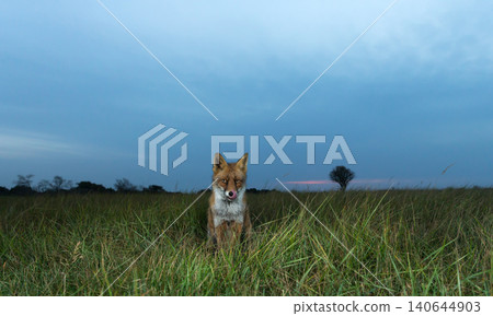 Red fox licking its nose in green meadow grass at sunset 140644903