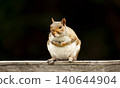Portrait of a cute gray squirrel perched on a garden fence 140644904