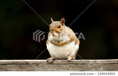 Portrait of a cute gray squirrel perched on a garden fence Portrait of a cute gray squirrel perched on a garden fence 140644904