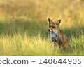 Red fox sitting in green meadow grass 140644905