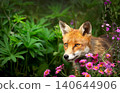 Portrait of cute red fox peeking through vibrant pink wildflowers in summer meadow 140644906